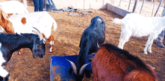 Suplementación estratégica para cabras en zonas áridas