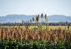AgroTecnología vs clima: la pelea que el sorgo tiene que ganar
