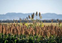 AgroTecnología vs clima: la pelea que el sorgo tiene que ganar