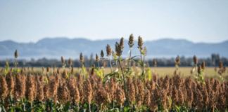 AgroTecnología vs clima: la pelea que el sorgo tiene que ganar