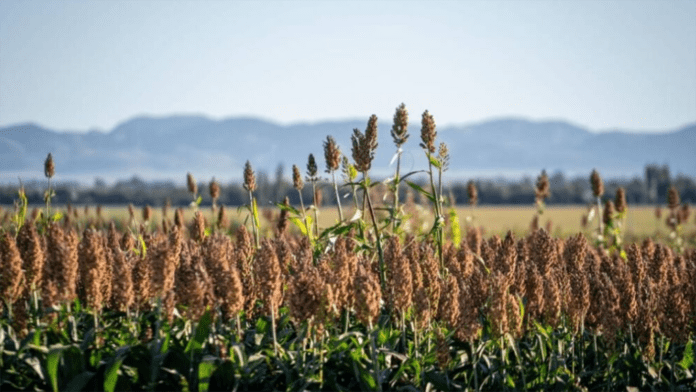 Captura-de-pantalla-2026-02-19-121047