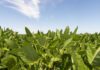 En Brasil, proyectan una producción de casi 180 millones de toneladas de soja