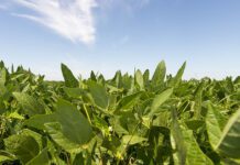 En Brasil, proyectan una producción de casi 180 millones de toneladas de soja