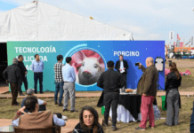 El sector porcino cerró el 2025 con récord de faena y consumo