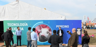 El sector porcino cerró el 2025 con récord de faena y consumo