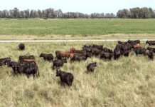 Más de 7 millones de ganado vacuno se encuentran en zonas de riesgo hídrico