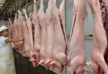 La producción de carne porcina sigue creciendo y suple el retroceso de la bovina