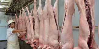 La producción de carne porcina sigue creciendo y suple el retroceso de la bovina