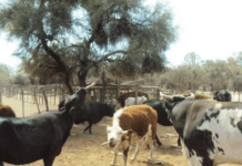 En los áridos campos de La Rioja encontraron en el nopal agua y alimento para sus vacas