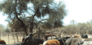 En los áridos campos de La Rioja encontraron en el nopal agua y alimento para sus vacas