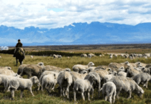 Crean un comité para impulsar la producción ovina bonaerense