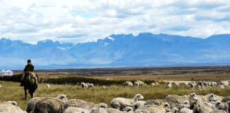 Crean un comité para impulsar la producción ovina bonaerense