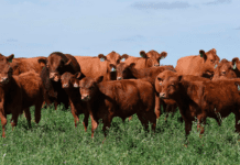 Una alianza estratégica para impulsar la mejora genética de la raza Limangus