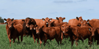 Una alianza estratégica para impulsar la mejora genética de la raza Limangus