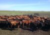 El 33% de los animales faenados en 2025 provino de los feedlot