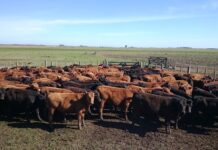 El 33% de los animales faenados en 2025 provino de los feedlot