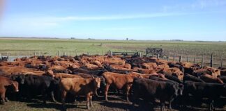 El 33% de los animales faenados en 2025 provino de los feedlot