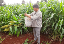 La nueva ganadería trae verdaderos desafíos en materia de nutrición animal