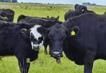 La ganadería pone proa hacia la eficiencia: “El desafío 2026 es productivista”