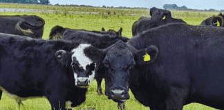 La ganadería pone proa hacia la eficiencia: “El desafío 2026 es productivista”