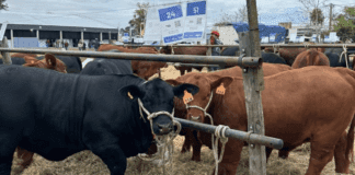 El “cambio cultural” que fortalece a la ganadería: “Quedó atrás la idea de que la carne debe tener un precio político”