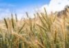 Se recuperan los precios de la cebada cervecera a nivel internacional