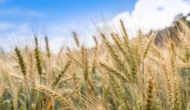 Se recuperan los precios de la cebada cervecera a nivel internacional