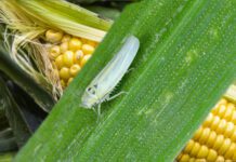 Maíz: Al promediar el verano la chicharrita avanzó en todas las regiones