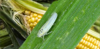 Maíz: Al promediar el verano la chicharrita avanzó en todas las regiones