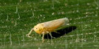 La chicharrita avanzó de la mano del calor y el maíz tardío.