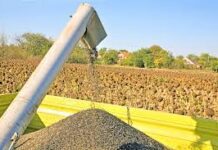 El complejo girasolero lidera el crecimiento exportador