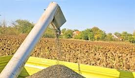 El complejo girasolero lidera el crecimiento exportador