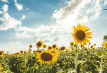 El Gobierno confirma que la cosecha de girasol quedará en la historia: tras 27 años, batirá el récord