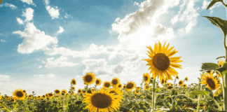 El Gobierno confirma que la cosecha de girasol quedará en la historia: tras 27 años, batirá el récord