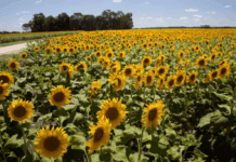 El girasol se hace fuerte en todos los frentes: lleva 9 meses consecutivos de récord de molienda