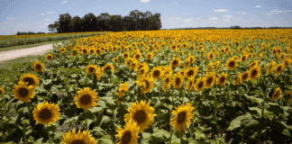 El girasol se hace fuerte en todos los frentes: lleva 9 meses consecutivos de récord de molienda