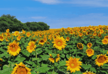 Sin techo: el girasol sigue sumando toneladas y la cosecha podría ser la segunda mayor de la historia