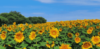 Sin techo: el girasol sigue sumando toneladas y la cosecha podría ser la segunda mayor de la historia