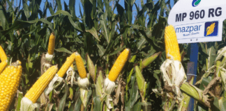 Los cultivos de verano avanzan en medio de una sequía