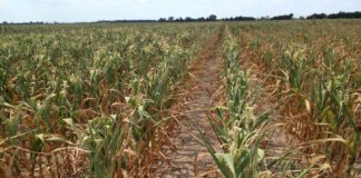 Córdoba frente al nuevo mapa del agua: récords, estrés e incertidumbres