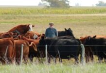 El novillo argentino cotiza 11% por encima del novillo uruguayo