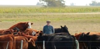 El novillo argentino cotiza 11% por encima del novillo uruguayo