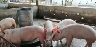 Recomiendan consumir más carne de cerdo