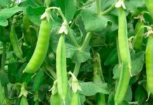 Con más área y mejores rindes, las legumbres alcanzaron un nuevo techo productivo