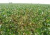 Subió al 20% el área con lotes regulares a malos de soja de primera en la zona núcleo