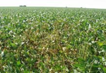 Subió al 20% el área con lotes regulares a malos de soja de primera en la zona núcleo