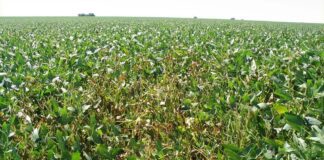 Subió al 20% el área con lotes regulares a malos de soja de primera en la zona núcleo