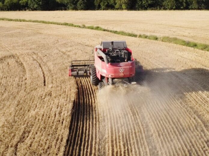 trigo-cosecha-record