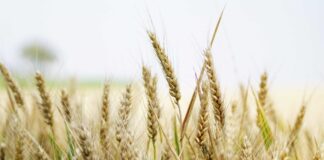 La baja en el precio del trigo disminuye el poder de compra para los insumos