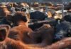 Los feetlots acaparan la hacienda de la industria exportadora de carne